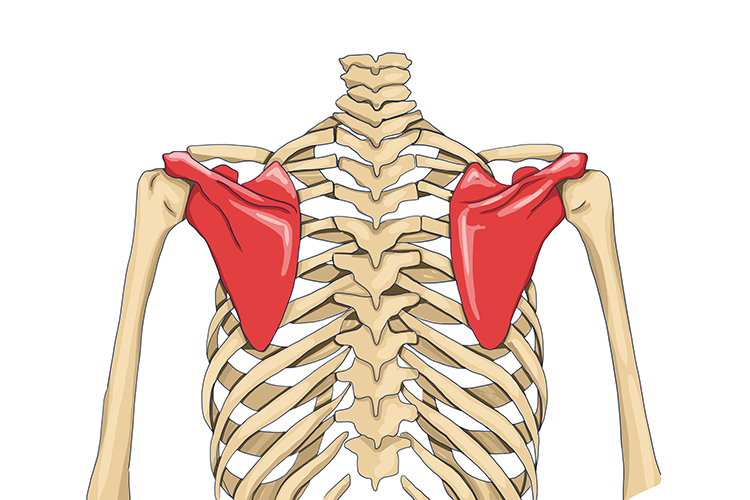 The scapula connects the humerus (upper arm) to the clavicle (Collar)
